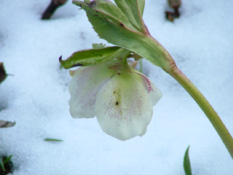 Helleborus orientalis Hybriden bestellen